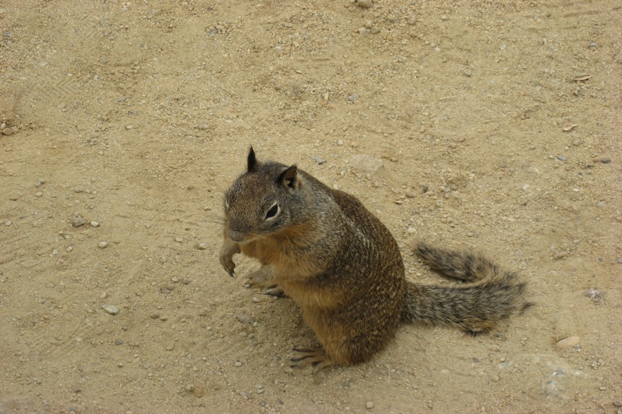 ../image/17 mile drive squirrel 2.jpg